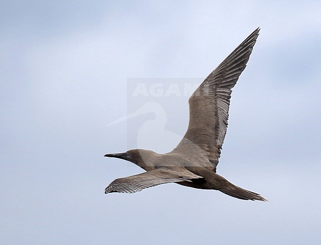 Juvenile Red-footed Booby (Sula sula websteri) on the Galapagos islands, Ecuador. stock-image by Agami/Dani Lopez-Velasco,