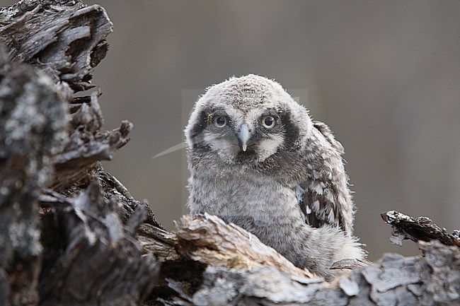 Northern Hawk-Owl (Surnia ulula) chick at Dividalen, Troms, in Norway. stock-image by Agami/Helge Sorensen,
