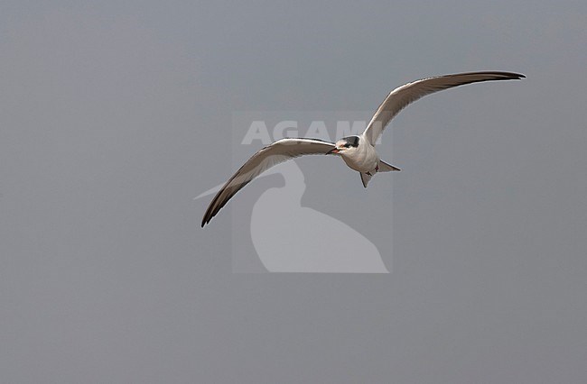 Juvenile Common Tern (Sterna hirundo hirundo) in the Netherlands. stock-image by Agami/Marc Guyt,