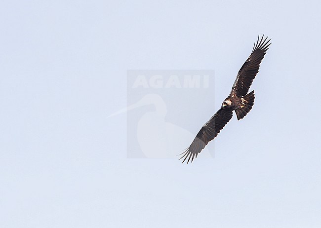 Adult Spanish Imperial Eagle, Aquila adalberti, in flight in southern Spain. stock-image by Agami/Marc Guyt,