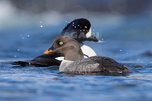 Barrow's Goldeneye (Bucephala islandica), couple swimming in a river stock-image by Agami/Saverio Gatto,