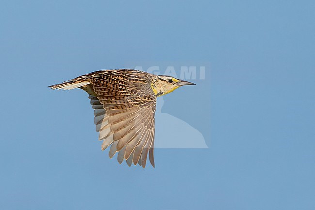 Adult 
Galveston Co., TX
April 2022 stock-image by Agami/Brian E Small,