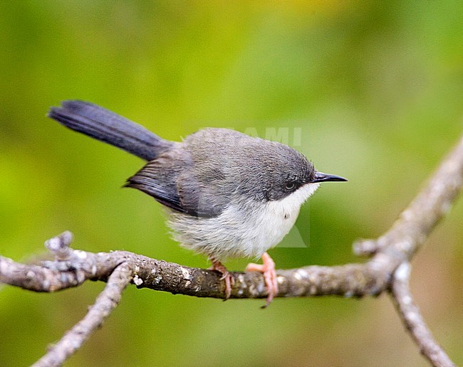 Bar-throated Apalis (Apalis thoracica) perched on a twig along the southern coast of South Africa in a urban garden. stock-image by Agami/Marc Guyt,