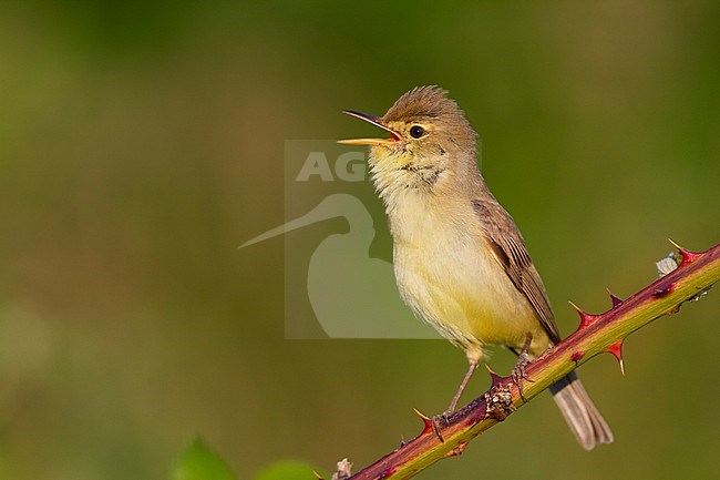 Orpheusspotvogel, Melodious Warbler; Hippolais polyglotta, Germany stock-image by Agami/Ralph Martin,