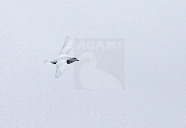 Lesser Snow Petrel flying; Sneeuwstormvogel vliegend stock-image by Agami/Marc Guyt,