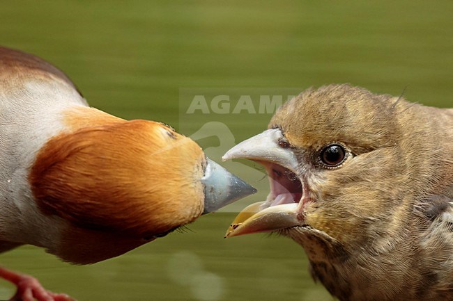 Appelvink man voert een jong, Hawfinch male feeding juvenile closup stock-image by Agami/Walter Soestbergen,