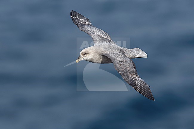 Atlantic Northern Fulmar (Fulmarus glacialis glacialis) flying over the Greenland Sea. stock-image by Agami/Vincent Legrand,