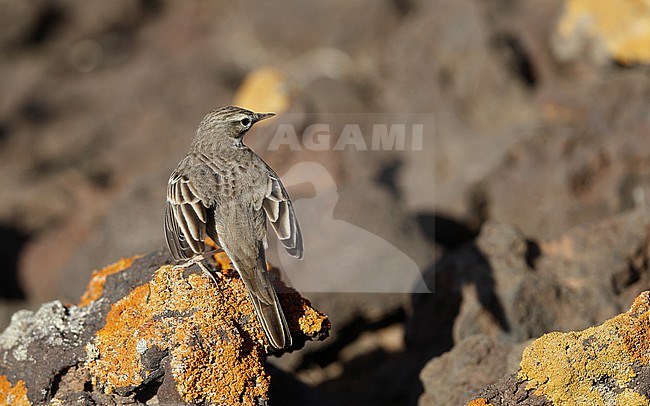 Berthelot's Pipit (Anthus berthelotii berthelotii) perched on a rock at la Rasca, Tenerife, Canary Islands stock-image by Agami/Helge Sorensen,