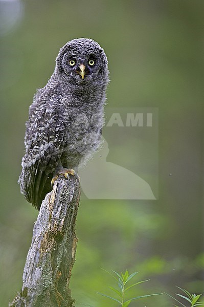 Juvenile Great Grey Owl stock-image by Agami/Jari Peltomäki,