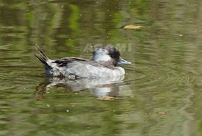 Male Bufflehead (Bucephala albeola) in eclipse plumage swimming in Dutch lake. stock-image by Agami/Fred Visscher,