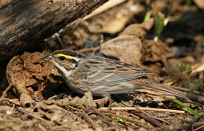 Yellow-browed Bunting; Male taken the 09/05/2009 on Heuksan do island - South Korea stock-image by Agami/Aurélien Audevard,