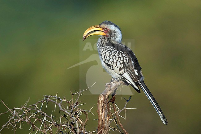 Geelsnaveltok zittend op struik, Southern Yellow-Billed Hornbill sitting on branch, stock-image by Agami/Walter Soestbergen,