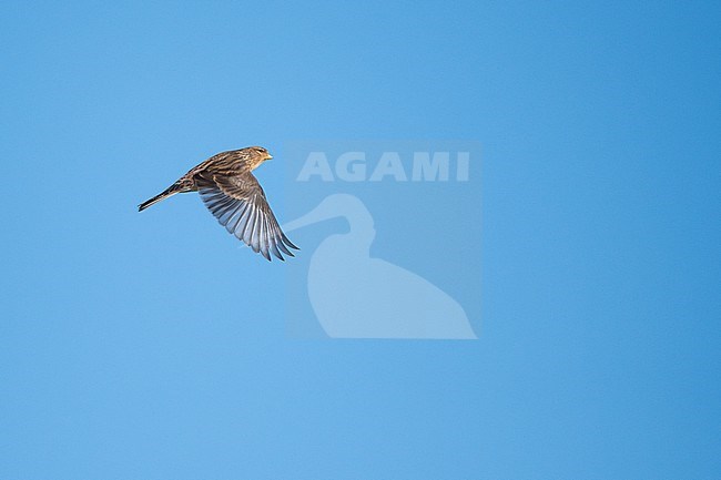 Twite (Carduelis flavirostris flavirostris) in Germany. stock-image by Agami/Ralph Martin,