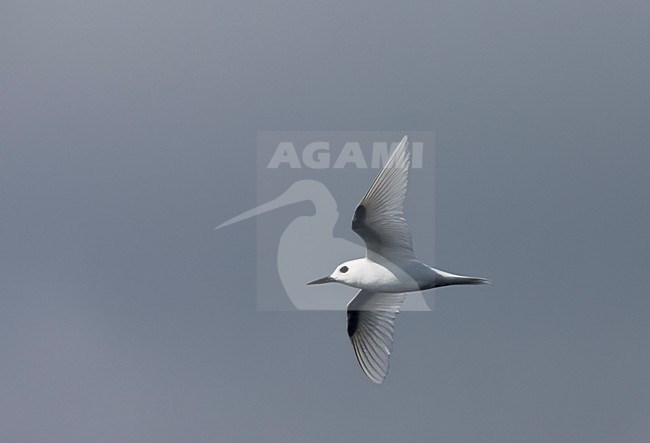 Witte Stern, Common White Tern, Gygis alba alba stock-image by Agami/Marc Guyt,