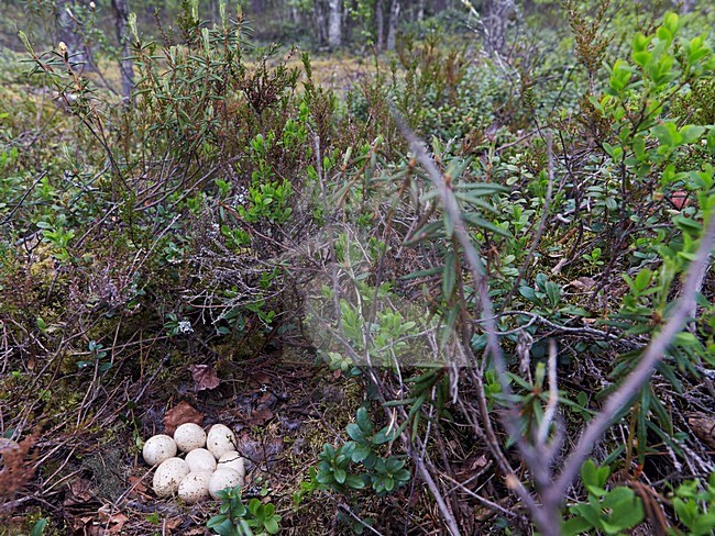 Korhoen eieren; Black Grouse eggs stock-image by Agami/Markus Varesvuo,