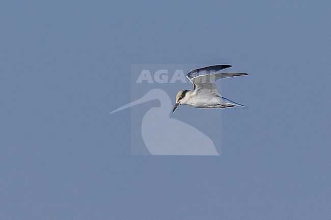 Saunders's Tern, Sternula saundersi, in Egypt. stock-image by Agami/Vincent Legrand,