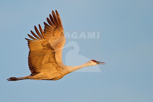 Sandhill Crane (Grus canadensis) flying at the Bosque del Apache wildlife refuge near Socorro, New Mexico, USA. stock-image by Agami/Glenn Bartley,