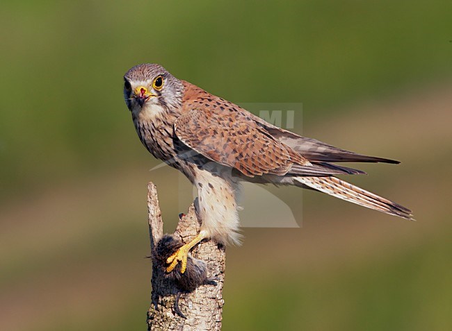 Torenvalk; Common Kestrel Falco tinnunculus) Hungary May 2008 stock-image by Agami/Markus Varesvuo / Wild Wonders,