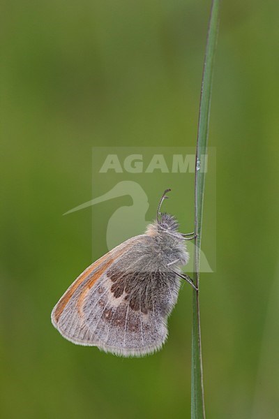 Hooibeestje; Small Heath stock-image by Agami/Rob Olivier,