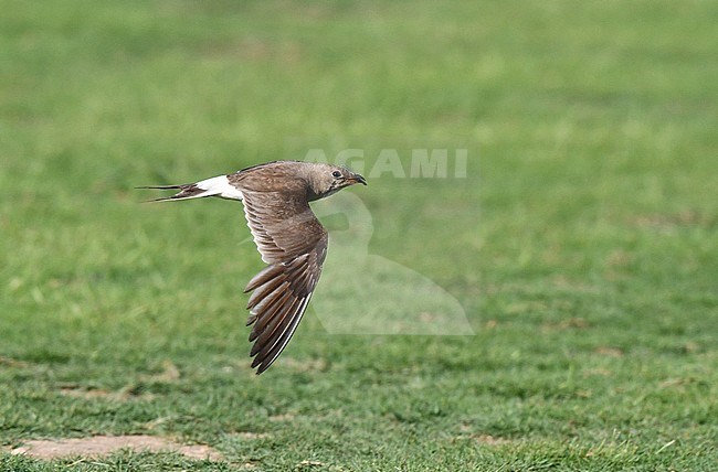 Moulting adult Collared Pratincole (Glareola pratincola) during late summer or early autumn in Spain. stock-image by Agami/Laurens Steijn,