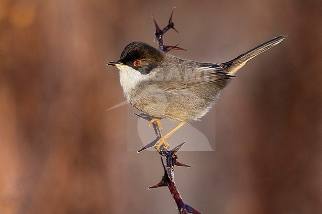 Sardinian Warbler (Sylvia melanocephala ) in Italy. stock-image by Agami/Daniele Occhiato,