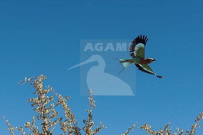 Portrait of a lilac-breasted roller, Coracias caudatus, in flight. Khwai Concession Area, Okavango Delta, Botswana. stock-image by Agami/Sergio Pitamitz,