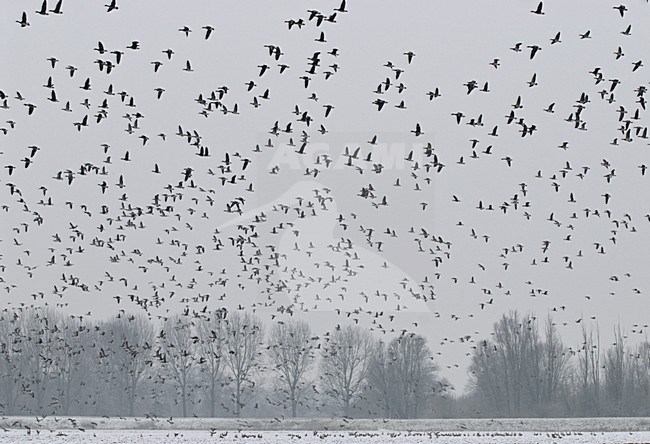 Grote groep overwinterende Brandganzen en Kolganzen; Large group of wintering Barnacle Geese and Greater White-fronted Geese stock-image by Agami/Hans Gebuis,