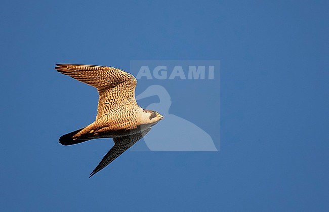 Peregrine (Falco peregrinus) Vaala Finland July 2017 stock-image by Agami/Markus Varesvuo,