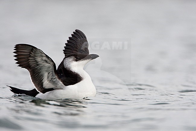 Alk vleugels uitslaand, Razorbill flapping his wings stock-image by Agami/Arie Ouwerkerk,