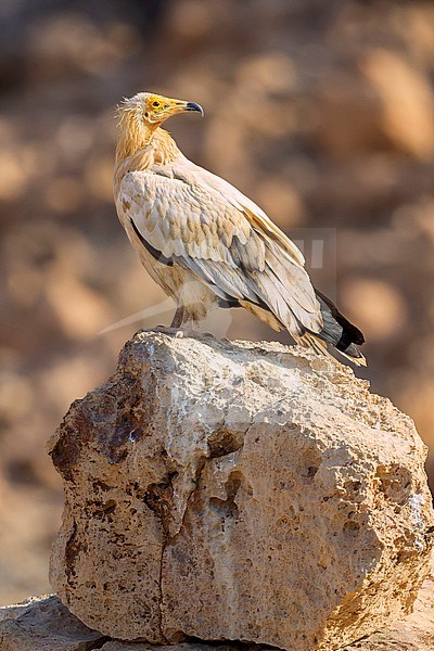 Egyptian Vulture, Adult standing on a rock, Qurayyat, Muscat Governorate, Oman (Neophron percnopterus) stock-image by Agami/Saverio Gatto,