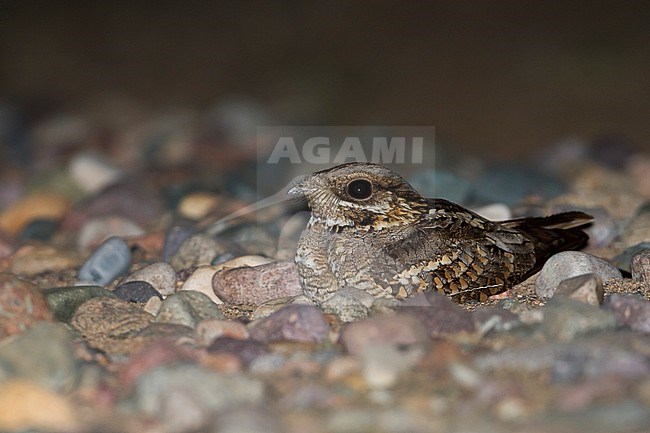 Red-necked Nightjar - Rothalsziegenmelker - Caprimulgus ruficollis, Morocco stock-image by Agami/Ralph Martin,