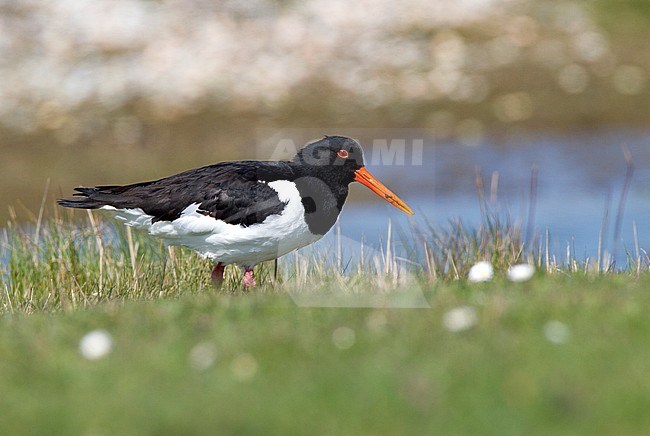 Scholeksters; Eurasian Oystercatcher stock-image by Agami/Roy de Haas,