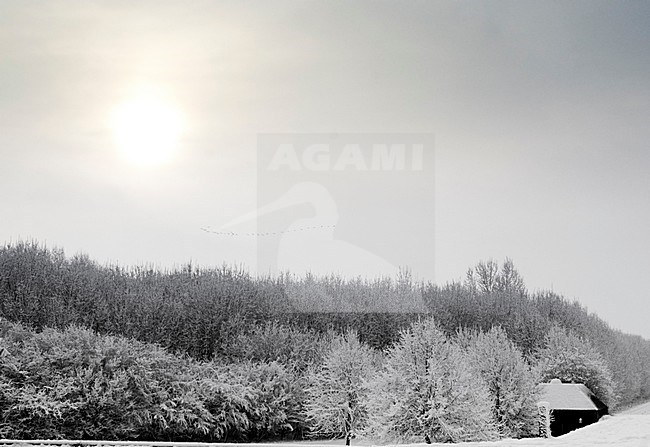 dordtse biesbosch,de elzen,polder de biesbosch,sneeuw,winter, stock-image by Agami/Hans Gebuis,