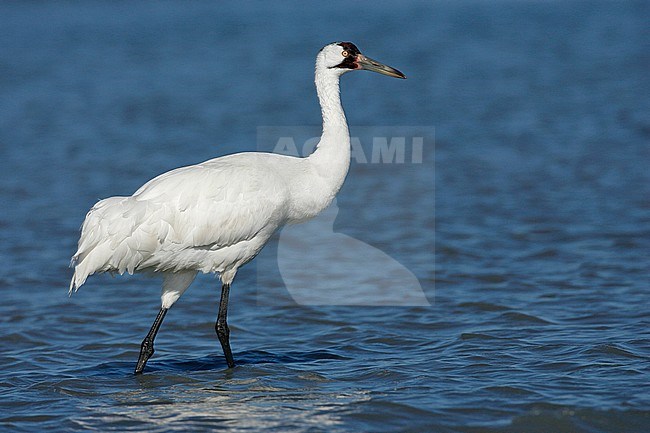 Adult
Aransas Co., TX
January 2009 stock-image by Agami/Brian E Small,