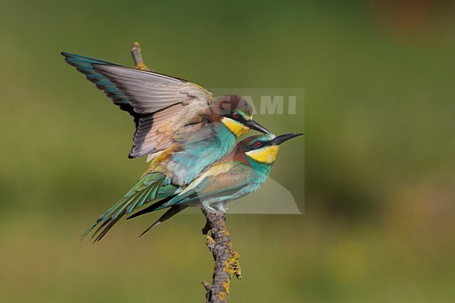 Bijeneters parend, European Bee-eaters mating stock-image by Agami/Daniele Occhiato,