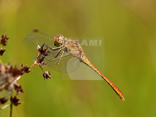 Mannetje Zuidelijke heidelibel met mijten, Male Sympetrum meridionale with mites stock-image by Agami/Wil Leurs,