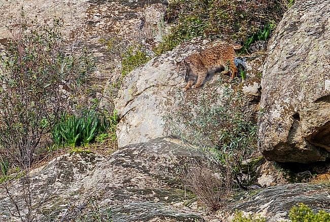 This female Iberian Lynx was taked from 150m far she was with his joung searching for prey, Sierra Morena, Adalucia, Spain. stock-image by Agami/Vincent Legrand,