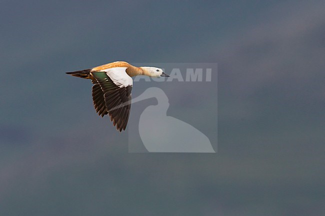 Casarca in vlucht, Ruddy Shelduck in flight stock-image by Agami/Daniele Occhiato,