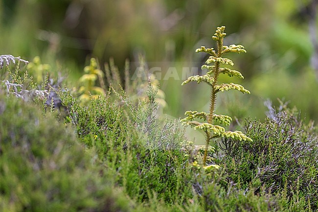 Ancient fur in Terceira, Azores, Portugal. stock-image by Agami/Vincent Legrand,