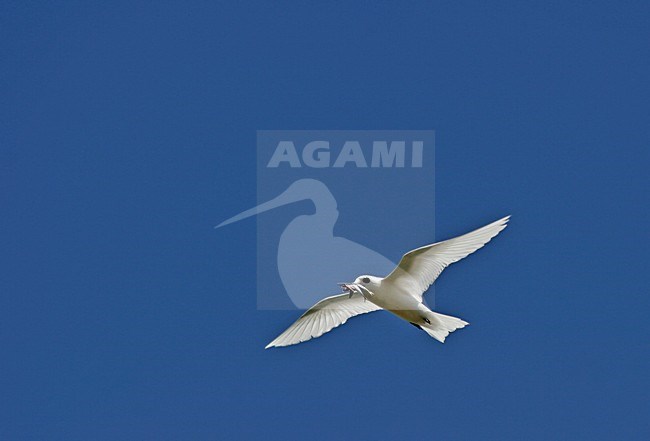 Opaalstern in vlucht, Little White Tern in flight stock-image by Agami/Pete Morris,