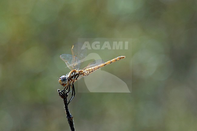 Vrouwtje Purperlibel, Female Trithemis annulata stock-image by Agami/Wil Leurs,