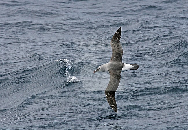 Adult Grey-headed Albatross (Thalassarche chrysostoma) in flight. stock-image by Agami/Pete Morris,