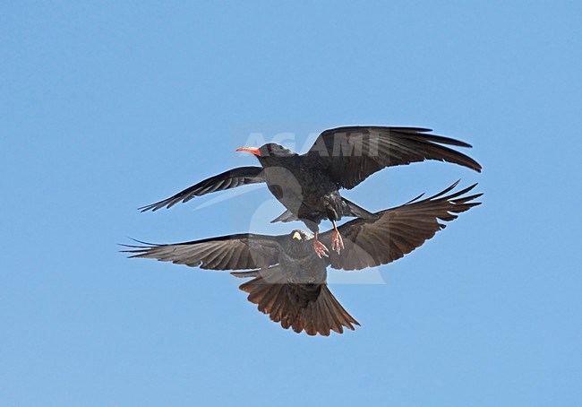 Alpenkraai in de vlucht met jong; Red-billed Chough in flight with young stock-image by Agami/Markus Varesvuo,