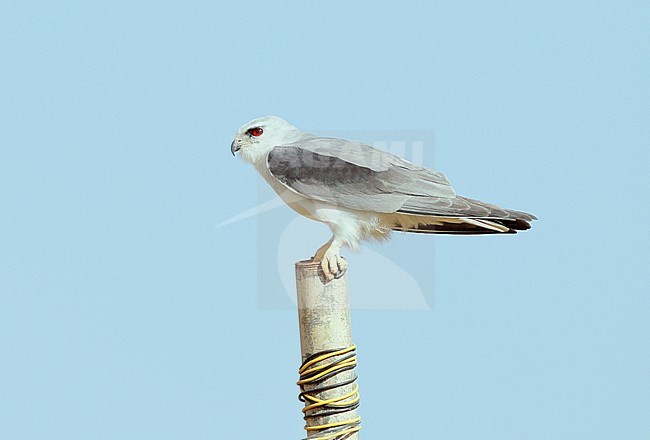 Black-winged Kite (Elanus caeruleus caeruleus) adult stock-image by Agami/Dick Forsman,