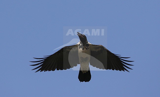 Mesopotamian Crow, Corvus (cornix) capellanus stock-image by Agami/James Eaton,