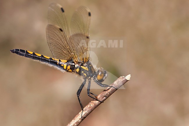 Imago Noordse witsnuitlibel; Adult Ruby Whiteface stock-image by Agami/Fazal Sardar,