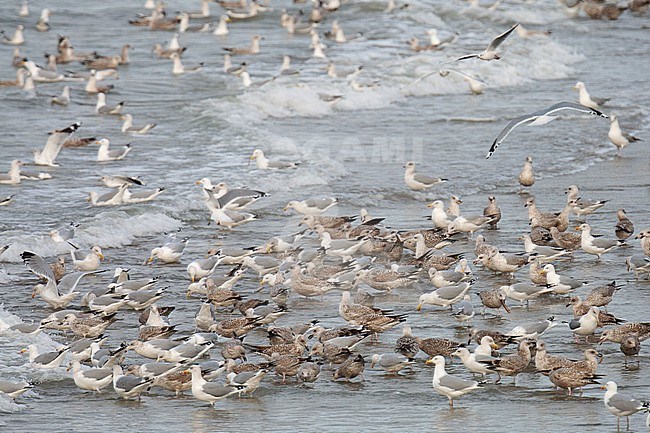 Feeding frenzy of mainlly European Herring Gulls (Larus argentatus) on the beach of Neeltje Jans in Zeeland, Netherlands. stock-image by Agami/Arnold Meijer,