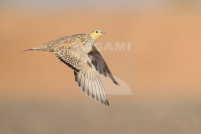 Spotted Sandgrouse (Pterocles senegallus), adult female in flight stock-image by Agami/Saverio Gatto,