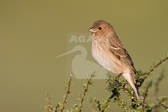 Common Rosefinch - Karmingimpel - Carpodacus erythrinus ssp. ferghanensis, Kyrgyzstan, adult female stock-image by Agami/Ralph Martin,