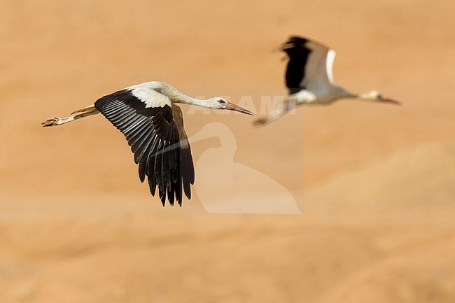 Ooievaar in de vlucht; White Stork in flight stock-image by Agami/Daniele Occhiato,